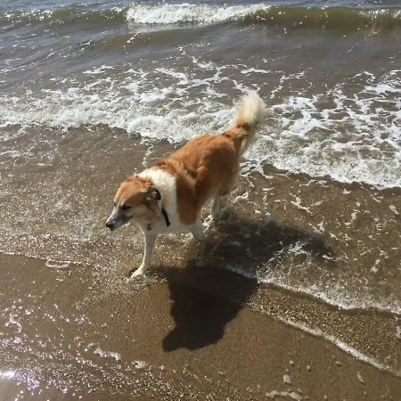 Casa de Campo Tobernaglough Wexford Pet Friendly Country Ramsgrange