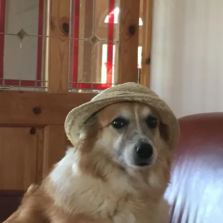Tobernaglough Wexford Pet Friendly Country カントリーハウス *