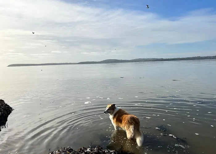 Tobernaglough Wexford Pet Friendly Country Landhaus Ramsgrange