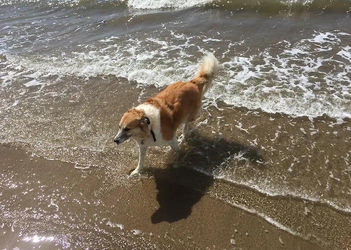 Εξοχικό σπίτι Tobernaglough Wexford Pet Friendly Country Ramsgrange