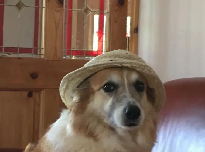 Tobernaglough Wexford Pet Friendly Country Landhaus *